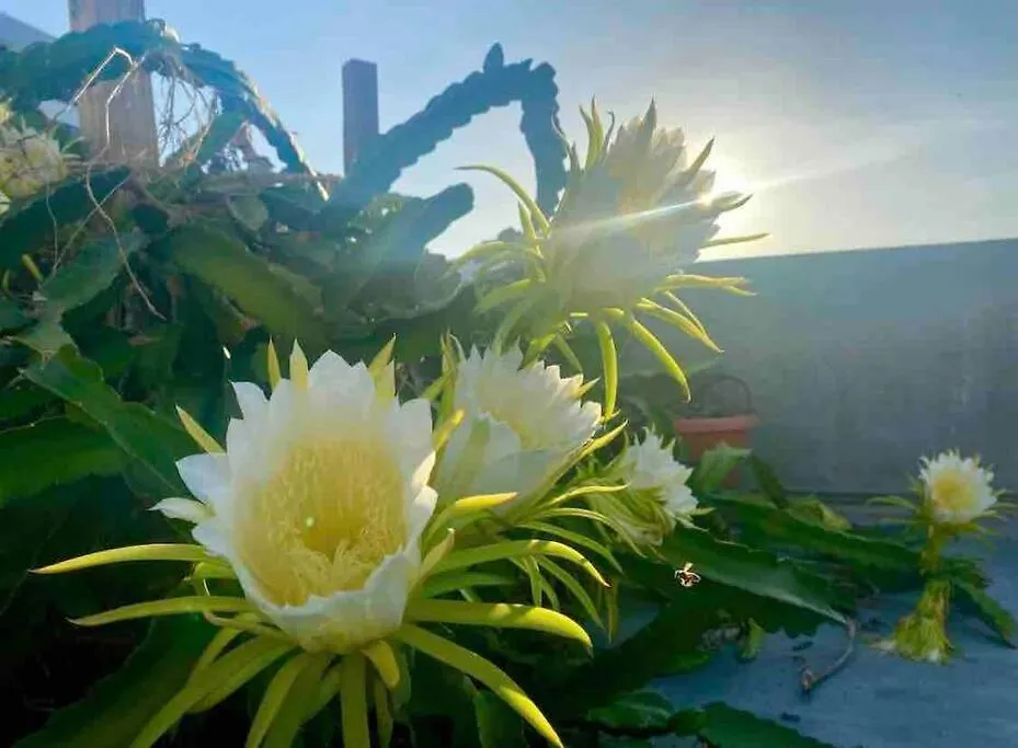 Διαμέρισμα Fresh Tropical Colonial Style Walk-Up- Rooftop Terrace- Beach View Σαν Χουάν