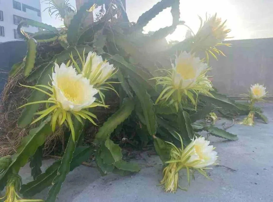 Fresh Tropical Colonial Style Walk-Up- Rooftop Terrace- Beach View Σαν Χουάν 0*,  Πουέρτο Ρίκο